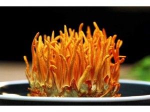 Đông trùng hạ thảo