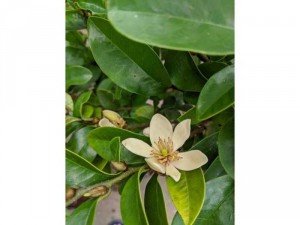 Dạ hợp hương ( Lan tiêu, hàm tiếu )