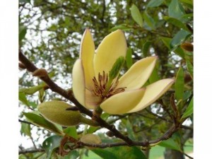 Dạ hợp hương ( Lan tiêu, hàm tiếu )