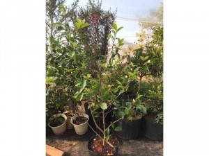 Dạ hợp hương ( Lan tiêu, hàm tiếu )