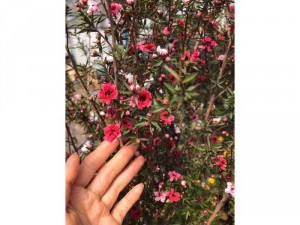 Tùng tuyết mai 2 mét