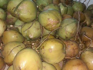 100 trai cho len gia 11.5 k 1trai