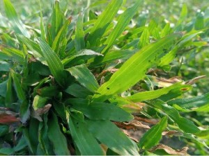 Cỏ lá tre trang trí sân vườn