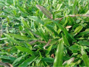 Cỏ lá tre trang trí sân vườn