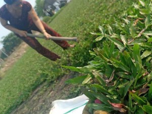 Cỏ lá tre trang trí sân vườn