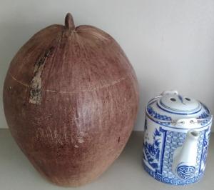 Combo: Vỏ + bình trà trái dừa (Bình trà 0,5-0,75 lít)