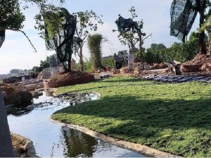 Bán cỏ nhung Nhật trang trí cảnh quan