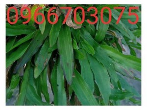 Cỏ lá tre trồng trại gà sân đá banh