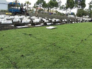 Bán cỏ Nhật nhà vườn Đức Tiến Phát