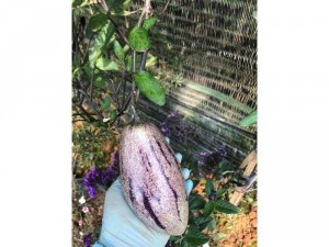 Cây giống dưa Pepino Tím