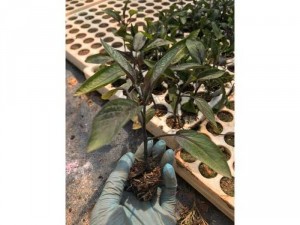 Cây giống dưa Pepino Tím