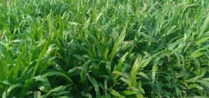 Cỏ lá tre trồng sân vườn sân banh