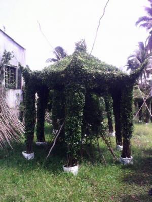 Chồi cây xanh ngôi nhà xanh nhà vườn Đức Tiến Phát