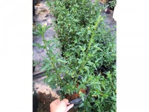 Cây giống Cẩm quỳ