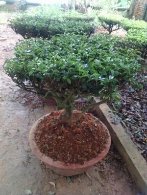 Cây chè cảnh thái nguyên
