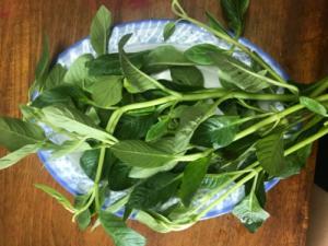 Rau rừng Tây Ninh