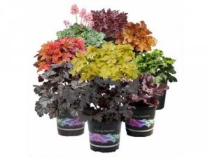 Heuchera - coral bells - chuông san hô