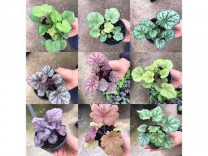 Heuchera - coral bells - chuông san hô