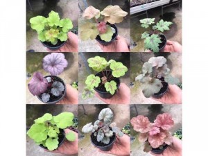 Heuchera - coral bells - chuông san hô