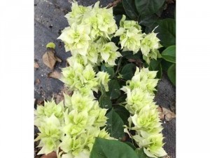 Hoa giấy Cẩm thạch trắng, xanh, Hồng, cam