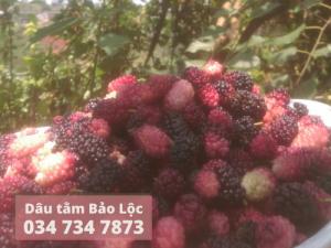 Dâu tằm tươi Bảo Lộc