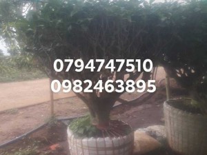 Gốc chè xanh cổ thụ 0794747510