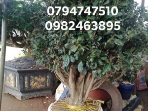 Gốc chè xanh cổ thụ 0794747510
