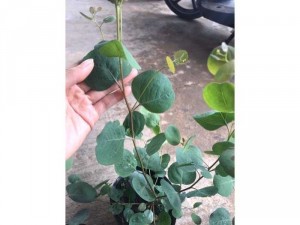 Cây dollar bạc lá hình táo