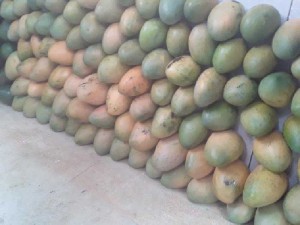 Xoài chín cây