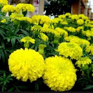 Hạt giống hoa vạn thọ vàng chanh Trang Nông