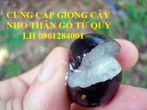 Cây giống nho thân gỗ tứ quý, nho thân gỗ, giống cây nho, cây giống nhập khẩu uy tín