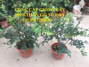 Cây giống nho thân gỗ tứ quý, nho thân gỗ, giống cây nho, cây giống nhập khẩu uy tín