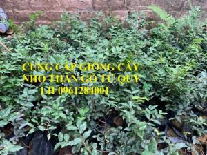 Cây giống nho thân gỗ tứ quý, nho thân gỗ, giống cây nho, cây giống nhập khẩu uy tín