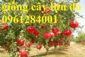 Địa Chỉ Uy Tín Cung Cấp Giống Cây Lựu Lùn Đỏ Ấn Độ, Lựu Ai Cập, Cây Lựu, Uy Tín, Chất Lượng