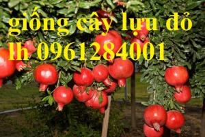 Địa Chỉ Uy Tín Cung Cấp Giống Cây Lựu Lùn Đỏ Ấn Độ, Lựu Ai Cập, Cây Lựu, Uy Tín, Chất Lượng