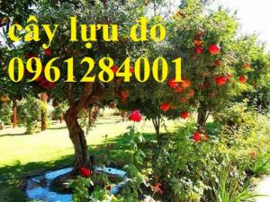 Địa Chỉ Uy Tín Cung Cấp Giống Cây Lựu Lùn Đỏ Ấn Độ, Lựu Ai Cập, Cây Lựu, Uy Tín, Chất Lượng