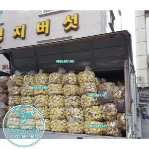 Nấm Linh Chi Đỏ Ganoderma Lucidum 1kg