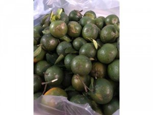 Cam sành miền Tây