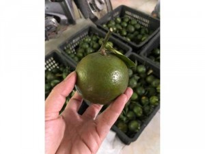 Cam sành miền Tây