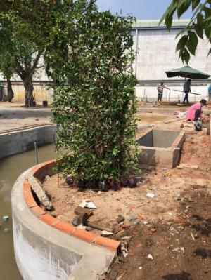 Hàng rào cây xanh tường cây xanh