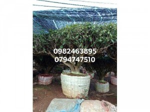 Gốc chè xanh cổ thụ siêu to