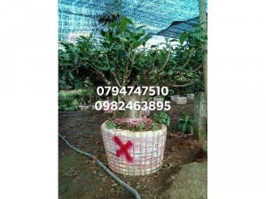 Gốc chè xanh cổ thụ siêu to