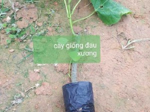 Cây giống dây Đau Xương
