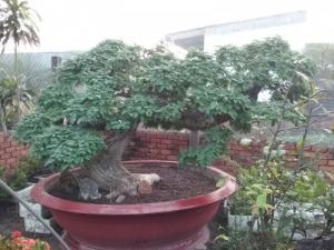 Cây Me Cổ Dáng Long
