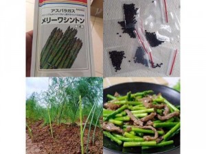 Hạt giống măng Tây Nhật f1 gói 50 hạt