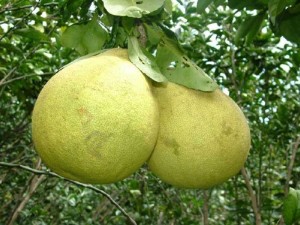 Trái cây Trà Vinh