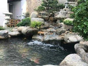 Tư vấn thiết kế thi công hồ cá koi