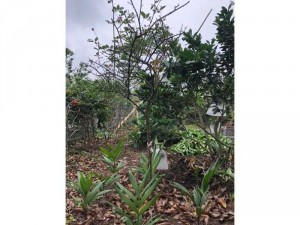Hồng sen cổ sapa