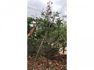 Hồng sen cổ sapa