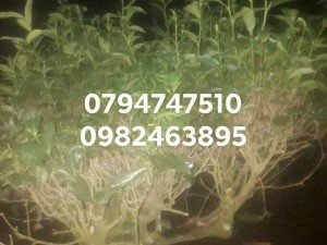 Gốc chè xanh trồng chậu